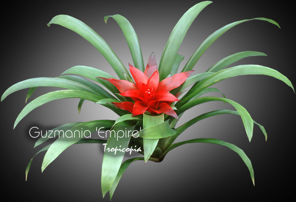 Broméliacée - Guzmania Empire - Guzmania - Guzmania